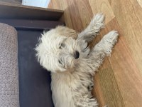Yavru maltipoo poodle