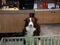 Şecereli border collie