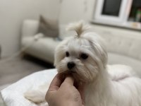 Erkek Sıfır Numara Kore Maltese Yavrum