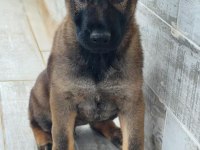 Showline Longhair German Shepherd