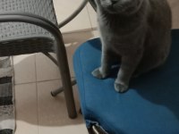 9 aylık kedimizi sahiplendirme