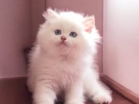 Safkan British Shorthair Yavrular