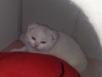 BRİTİSH SCOTTİSH KEDİSİ YAVRU