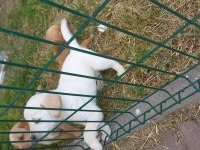 Ücretsiz Yavru Köpekler
