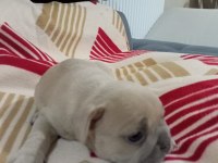 Egzotic Fransız bulldog