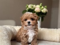 Maltipoo Yavrularımız Kg Garantili