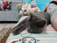 Sahiplendirme british shorthair
