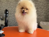 Petmode köpek çiftliğinden tea cup pomeranian