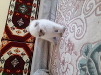 Safkan orjinal scottish fold yavrum
