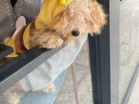 Acil Şekilde Ücretli Sahiplendirilecek Köpeğimiz