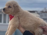 Baby Face Golden Retriever