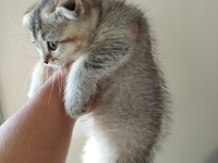 Erkek scottish fold