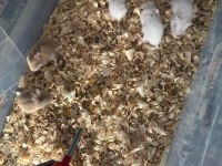 gonzales hamster yavruları