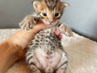 Rezervasyona acık Savannah F6 Yavruları