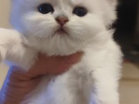 Üretim kedisi değil özel bakım ve mükemmel güzellikte