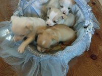 Sıfır boy chihuahua yavrular