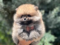 A kalite pomeranian bebeklerim