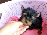 Yorkshire Terrier Yorki Yavrusu