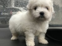 Orijinal Sıfır Numara Maltese Köpeklerimiz