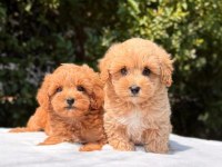 A KALİTE MALTİPOO YAVRULARIMIZ