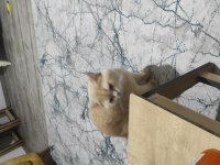 1.5 yaşında sağlıklı exotic shorthair