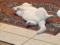 Scottish fold sütlaça yuva arıyoruz