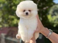 ÜST DÜZEY AYICIK POMERANİAN BOO