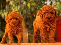 Red Brown Toy Poodle Yavrular