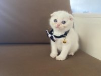 Scottish Fold 65 günlük herşeyi tam