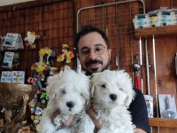 Hiç büyümeyen bembeyaz maltese terrier