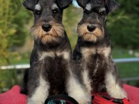 FCI Pedigreeli Miniature Schnauzer Yavruları