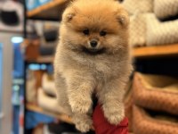 Adana Pomeranian Boo Ayı Surat Yavru