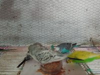 Jumbo muhabbet kuşu ve kırık çeşitler