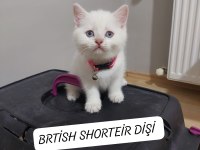 British Shorthair Prensesim Hazır