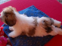 Shih Tzu Safkan Yavrular