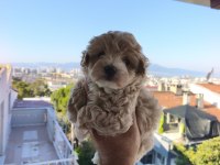 Maltipoo cinsi yavrularımız