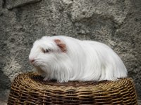 Safkan Tek Renk Coronet Guinea Pig Bebek