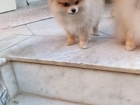Pomeranian spitz köpeğimiz