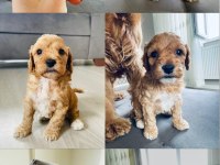 Cockapoo cinsi