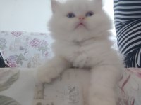 Biz hazırız british longhair