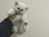 Teslime hazır a kalite bebek british shorthair