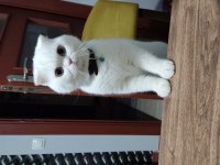 Erkek scottish fold 1 yaşında kısırlaştırma yapıldı