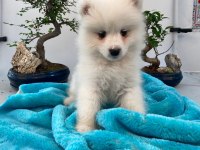 Burkemden A kan samoyed yavruları