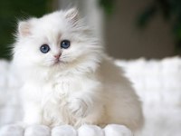 Kusursuz NS1133 British Longhair