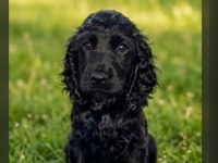 Siyah cocker yavrusu