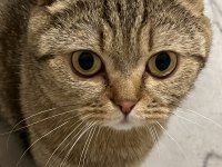 Scottish fold Dişi kedimizi çiftleştirme
