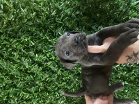 Ruhsatlı çiftliğimizden safkan cane corso yavruları