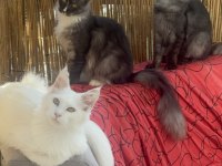 Gri yele maine coon isteyenler