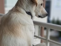 Golden Retriever sahiplendirme