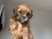 Maltipoo Yavruları